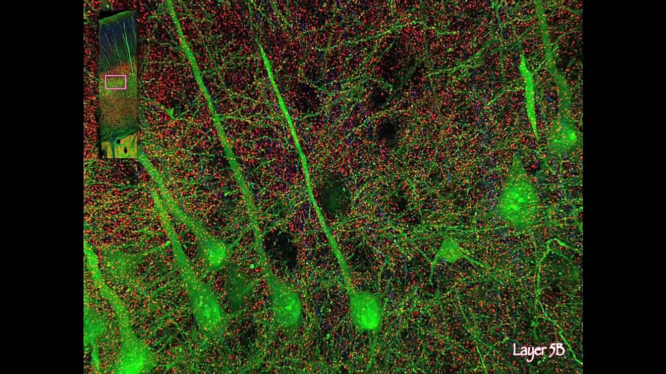 Visualizing the brain as a universe of synapses.mp4